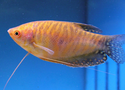 [ARRIVED 18 - JUL - 2025] Gold Gourami Trichopodus trichopterus 3 - 5cm - Nano Tanks Australia
