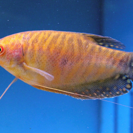 [ARRIVED 18 - JUL - 2025] Gold Gourami Trichopodus trichopterus 3 - 5cm - Nano Tanks Australia
