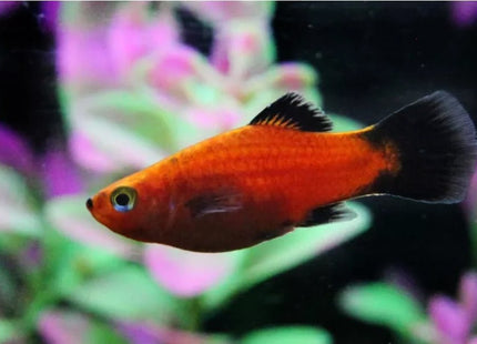 [ARRIVED 18 - JUL - 2025] Red Wagtail Platy 2 - 4cm - Nano Tanks Australia