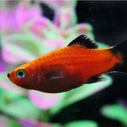 [ARRIVED 18 - JUL - 2025] Red Wagtail Platy 2 - 4cm - Nano Tanks Australia