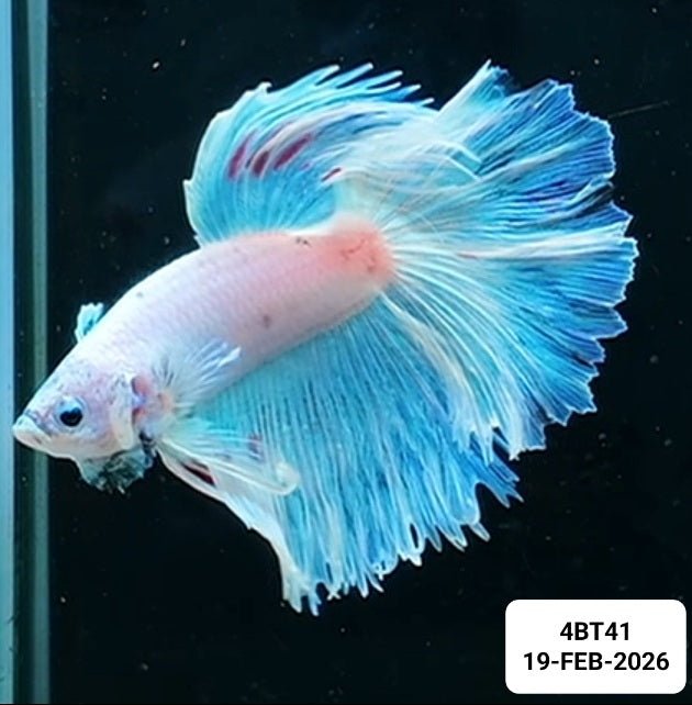 [ARRIVED 19 - FEB - 2026] 4BT41 - Cellophane White Halfmoon Male Betta - Nano Tanks Australia