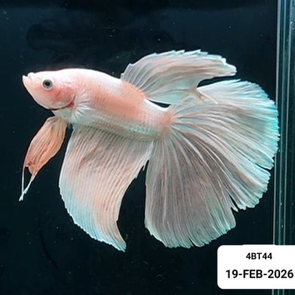 [ARRIVED 19 - FEB - 2026] 4BT44 Yellow Super Delta Male Betta - Nano Tanks Australia