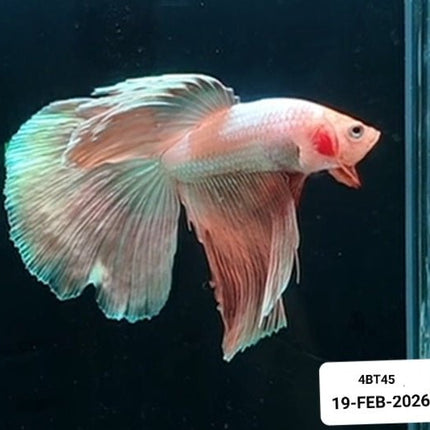 [ARRIVED 19 - FEB - 2026] 4BT45 Yellow Halfmoon Male Betta - Nano Tanks Australia
