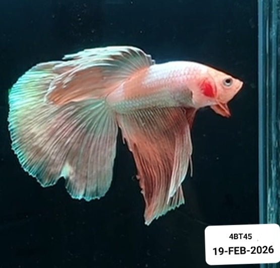 [ARRIVED 19 - FEB - 2026] 4BT45 Yellow Halfmoon Male Betta - Nano Tanks Australia