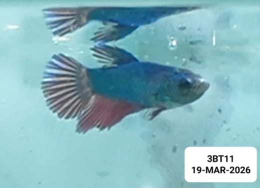 [ARRIVED 19 - MAR - 2026] 3BT11 - Blue Metallic Halfmoon Female Betta - Nano Tanks Australia
