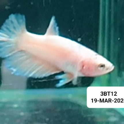 [ARRIVED 19 - MAR - 2026] 3BT12 - Cellophane Yellow Halfmoon Female Betta - Nano Tanks Australia