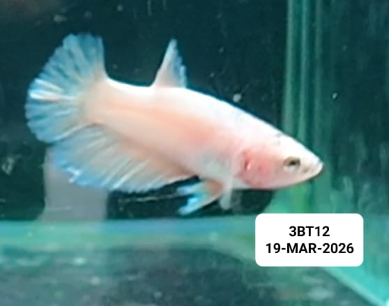 [ARRIVED 19 - MAR - 2026] 3BT12 - Cellophane Yellow Halfmoon Female Betta - Nano Tanks Australia