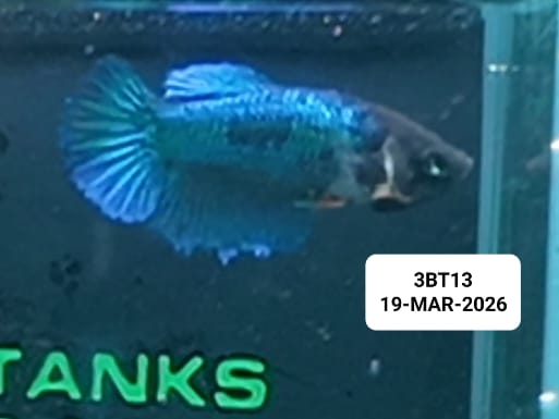 [ARRIVED 19 - MAR - 2026] 3BT13 - Blue Halfmoon Female Betta - Nano Tanks Australia