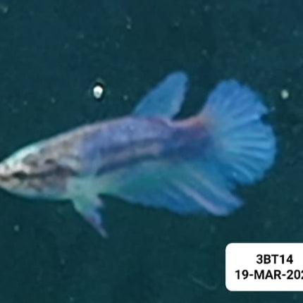 [ARRIVED 19 - MAR - 2026] 3BT14 - Blue Halfmoon Female Betta - Nano Tanks Australia
