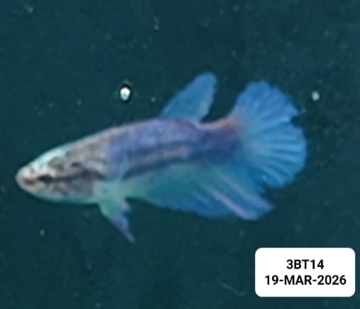 [ARRIVED 19 - MAR - 2026] 3BT14 - Blue Halfmoon Female Betta - Nano Tanks Australia