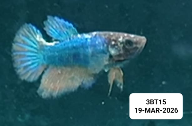 [ARRIVED 19 - MAR - 2026] 3BT15 - Blue Halfmoon Female Betta - Nano Tanks Australia