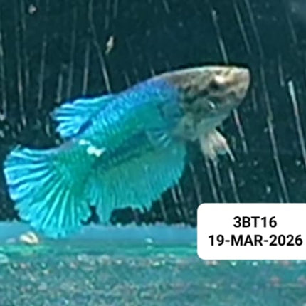 [ARRIVED 19 - MAR - 2026] 3BT16 - Blue Halfmoon Female Betta - Nano Tanks Australia