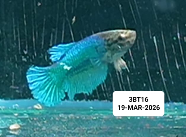 [ARRIVED 19 - MAR - 2026] 3BT16 - Blue Halfmoon Female Betta - Nano Tanks Australia