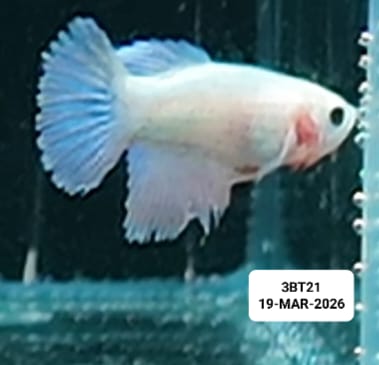 [ARRIVED 19 - MAR - 2026] 3BT21 - Cellophane Halfmoon Female Betta - Nano Tanks Australia