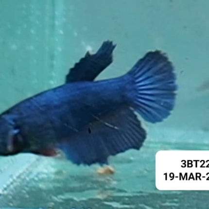 [ARRIVED 19 - MAR - 2026] 3BT22 - Blue Halfmoon Female Betta - Nano Tanks Australia