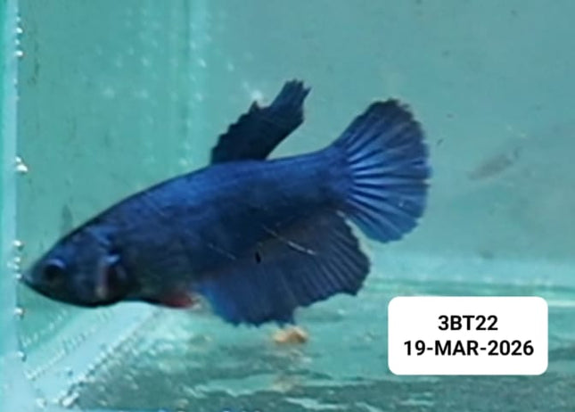 [ARRIVED 19 - MAR - 2026] 3BT22 - Blue Halfmoon Female Betta - Nano Tanks Australia