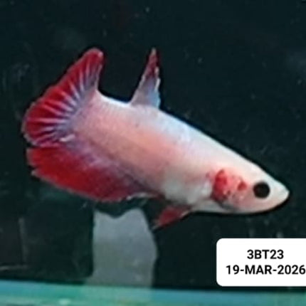 [ARRIVED 19 - MAR - 2026] 3BT23 - Cambodian Halfmoon Female Betta - Nano Tanks Australia
