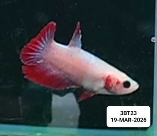 [ARRIVED 19 - MAR - 2026] 3BT23 - Cambodian Halfmoon Female Betta - Nano Tanks Australia