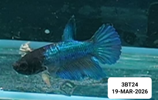 [ARRIVED 19 - MAR - 2026] 3BT24 - Blue Halfmoon Female Betta - Nano Tanks Australia