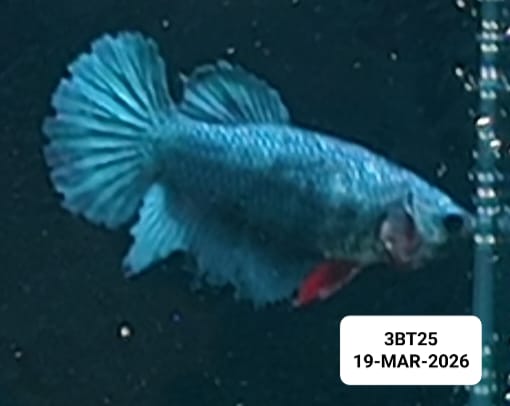 [ARRIVED 19 - MAR - 2026] 3BT25 - Blue Halfmoon Female Betta - Nano Tanks Australia