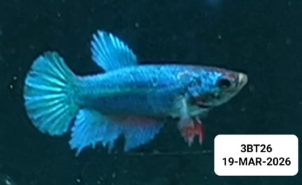 [ARRIVED 19 - MAR - 2026] 3BT26 - Blue Halfmoon Female Betta - Nano Tanks Australia