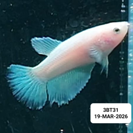 [ARRIVED 19 - MAR - 2026] 3BT31 - Yellow base Halfmoon Female Betta - Nano Tanks Australia