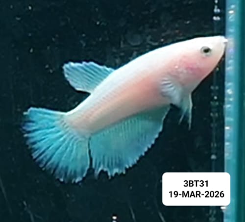 [ARRIVED 19 - MAR - 2026] 3BT31 - Yellow base Halfmoon Female Betta - Nano Tanks Australia