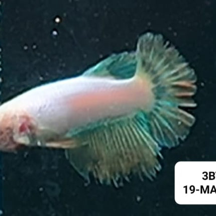 [ARRIVED 19 - MAR - 2026] 3BT32 - Yellow base Halfmoon Female Betta - Nano Tanks Australia