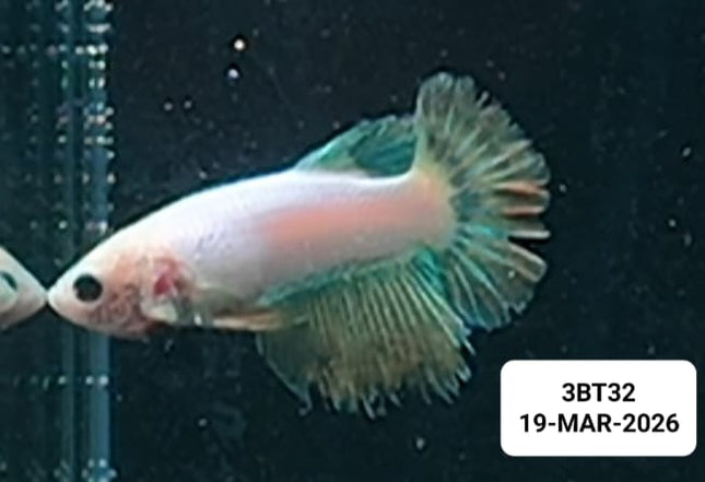 [ARRIVED 19 - MAR - 2026] 3BT32 - Yellow base Halfmoon Female Betta - Nano Tanks Australia