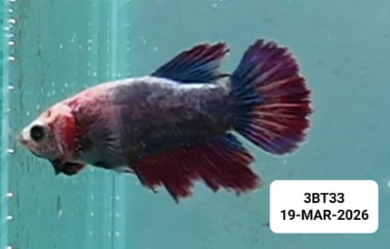 [ARRIVED 19 - MAR - 2026] 3BT33 - Red Marble Halfmoon Female Betta - Nano Tanks Australia