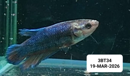 [ARRIVED 19 - MAR - 2026] 3BT34 - Blue Halfmoon Female Betta **FREE** - Nano Tanks Australia