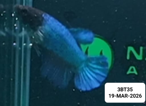 [ARRIVED 19 - MAR - 2026] 3BT35 - Blue Halfmoon Female Betta - Nano Tanks Australia