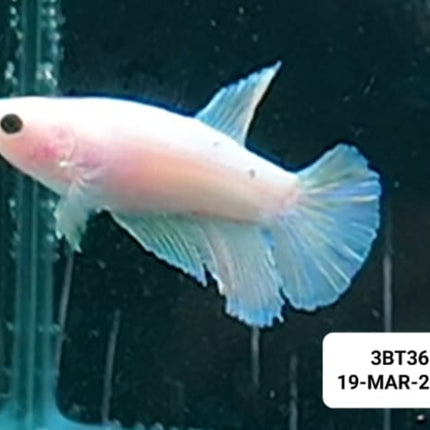 [ARRIVED 19 - MAR - 2026] 3BT36 - Cellophane Halfmoon Female Betta - Nano Tanks Australia