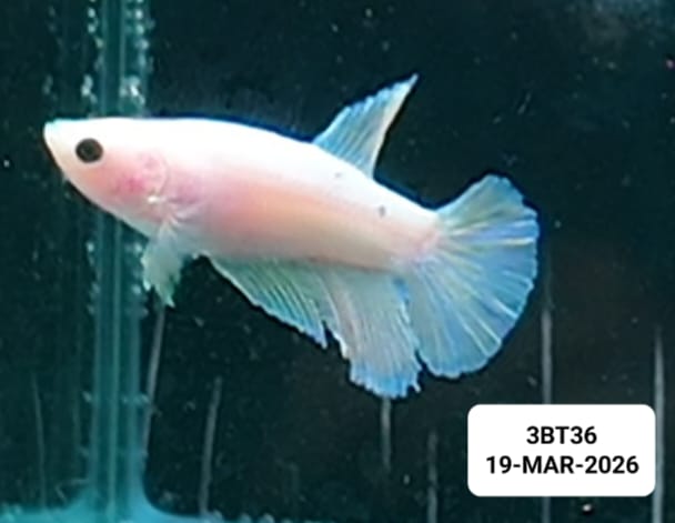 [ARRIVED 19 - MAR - 2026] 3BT36 - Cellophane Halfmoon Female Betta - Nano Tanks Australia