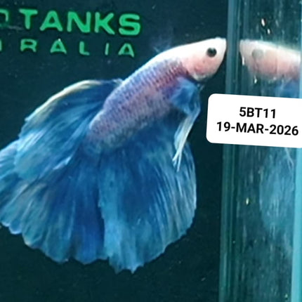 [ARRIVED 19 - MAR - 2026] 5BT11 - Blue Pastel Halfmoon Male Betta - Nano Tanks Australia