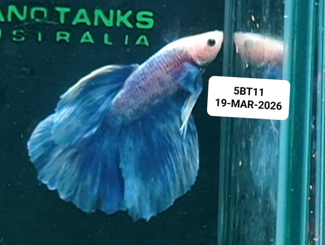 [ARRIVED 19 - MAR - 2026] 5BT11 - Blue Pastel Halfmoon Male Betta - Nano Tanks Australia