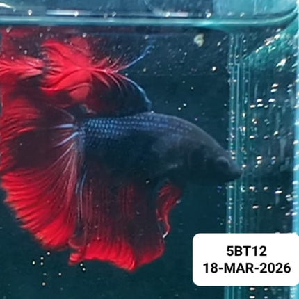 [ARRIVED 19 - MAR - 2026] 5BT12 - Red Halfmoon Male Betta - Nano Tanks Australia