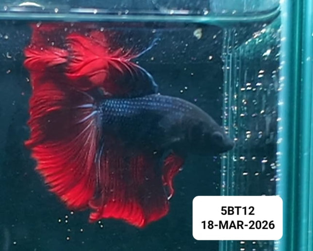 [ARRIVED 19 - MAR - 2026] 5BT12 - Red Halfmoon Male Betta - Nano Tanks Australia