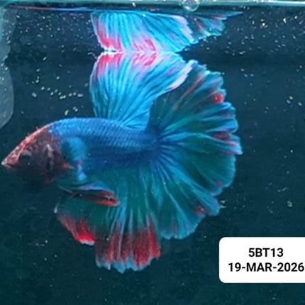 [ARRIVED 19 - MAR - 2026] 5BT13 - Multicolour Halfmoon Male Betta - Nano Tanks Australia