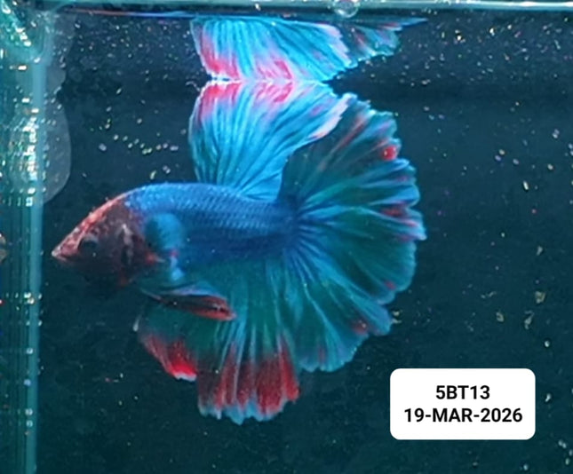 [ARRIVED 19 - MAR - 2026] 5BT13 - Multicolour Halfmoon Male Betta - Nano Tanks Australia