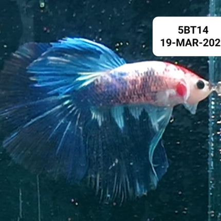 [ARRIVED 19 - MAR - 2026] 5BT14 - Blue Marble Halfmoon Male Betta - Nano Tanks Australia