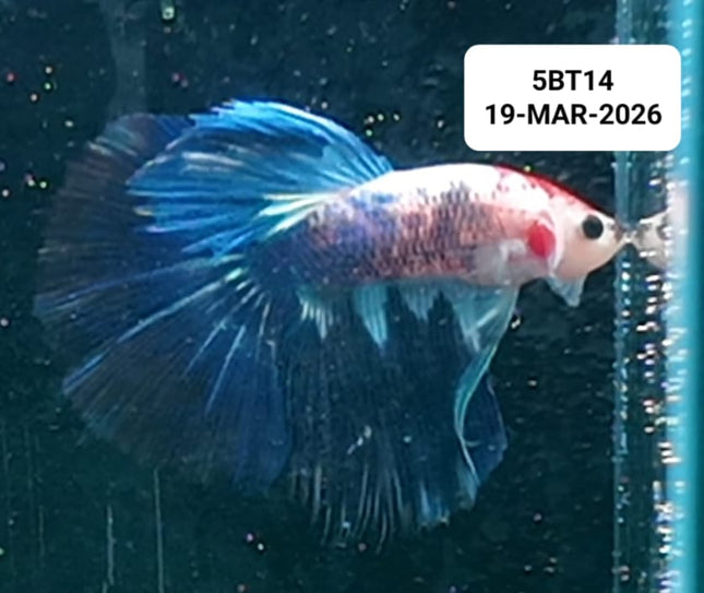 [ARRIVED 19 - MAR - 2026] 5BT14 - Blue Marble Halfmoon Male Betta - Nano Tanks Australia