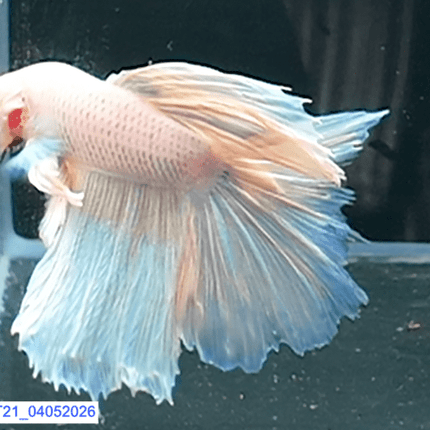[ARRIVED 19 - MAR - 2026] 5BT21 - Yellow Pastel Halfmoon Male Betta - Nano Tanks Australia