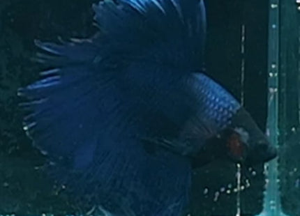 [ARRIVED 19 - MAR - 2026] 5BT22 - Blue Halfmoon Male Betta - Nano Tanks Australia