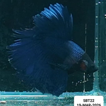 [ARRIVED 19 - MAR - 2026] 5BT22 - Blue Halfmoon Male Betta - Nano Tanks Australia