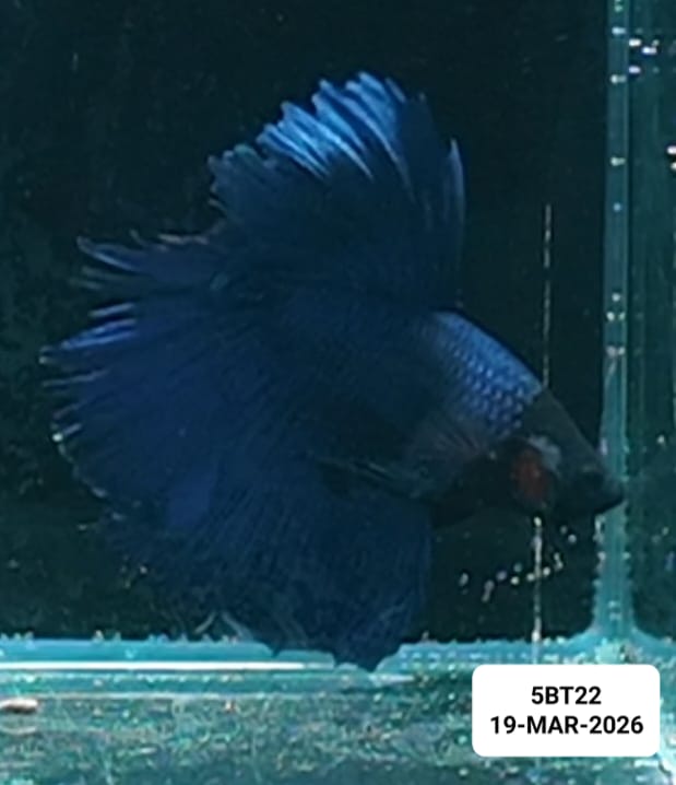 [ARRIVED 19 - MAR - 2026] 5BT22 - Blue Halfmoon Male Betta - Nano Tanks Australia