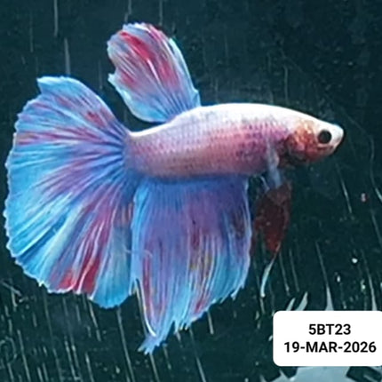[ARRIVED 19 - MAR - 2026] 5BT23 - Purple Pastel Halfmoon Male Betta - Nano Tanks Australia