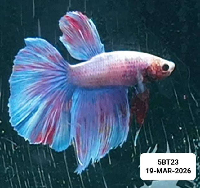 [ARRIVED 19 - MAR - 2026] 5BT23 - Purple Pastel Halfmoon Male Betta - Nano Tanks Australia
