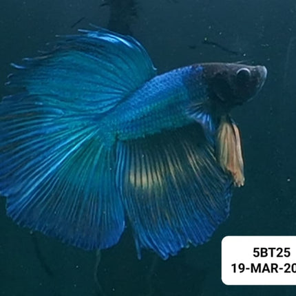 [ARRIVED 19 - MAR - 2026] 5BT25 - Blue Mustard Gas Fins Halfmoon Male Betta - Nano Tanks Australia