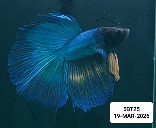 [ARRIVED 19 - MAR - 2026] 5BT25 - Blue Mustard Gas Fins Halfmoon Male Betta - Nano Tanks Australia